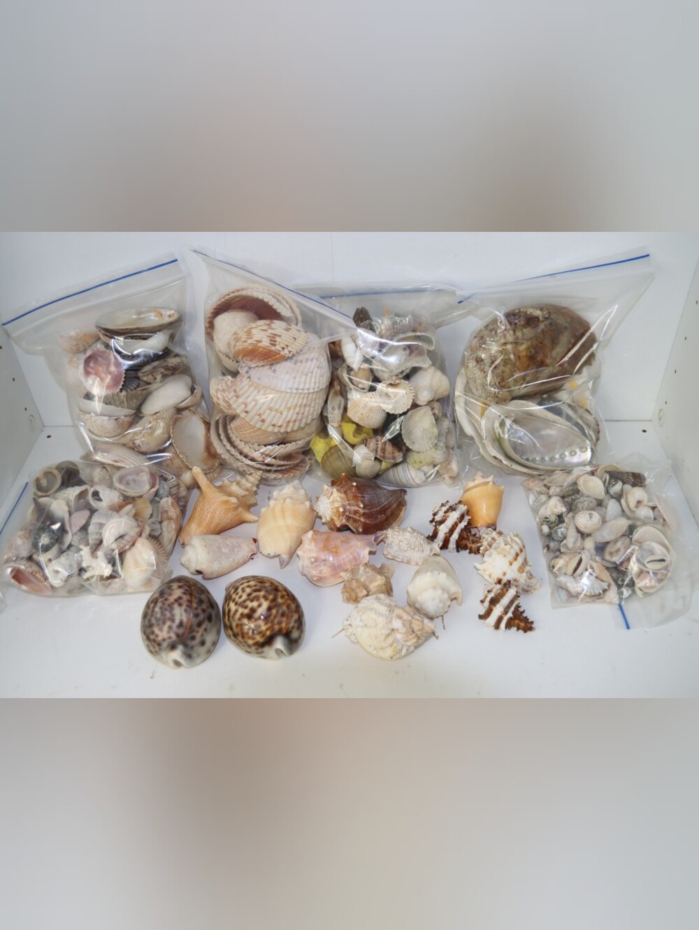 Mixed Seashell Collection - Natural Beige & Cream Tones